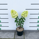 Hortenzia metlinatá (Hydrangea paniculata) ´LIVING PINKY PROMISE´® by LIVING CREATIONS´® - výška 40-60 cm, kont. C2L